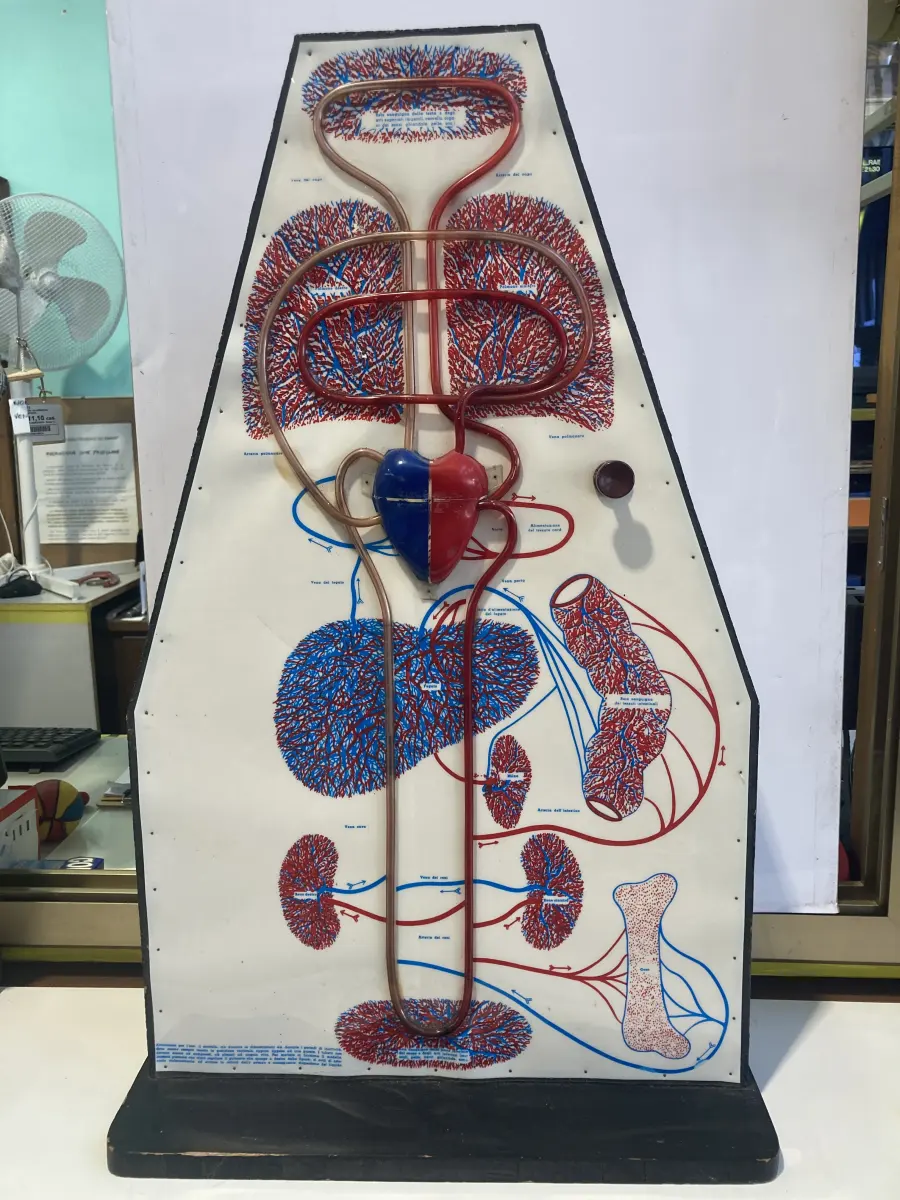 pannello raro modello anatomico